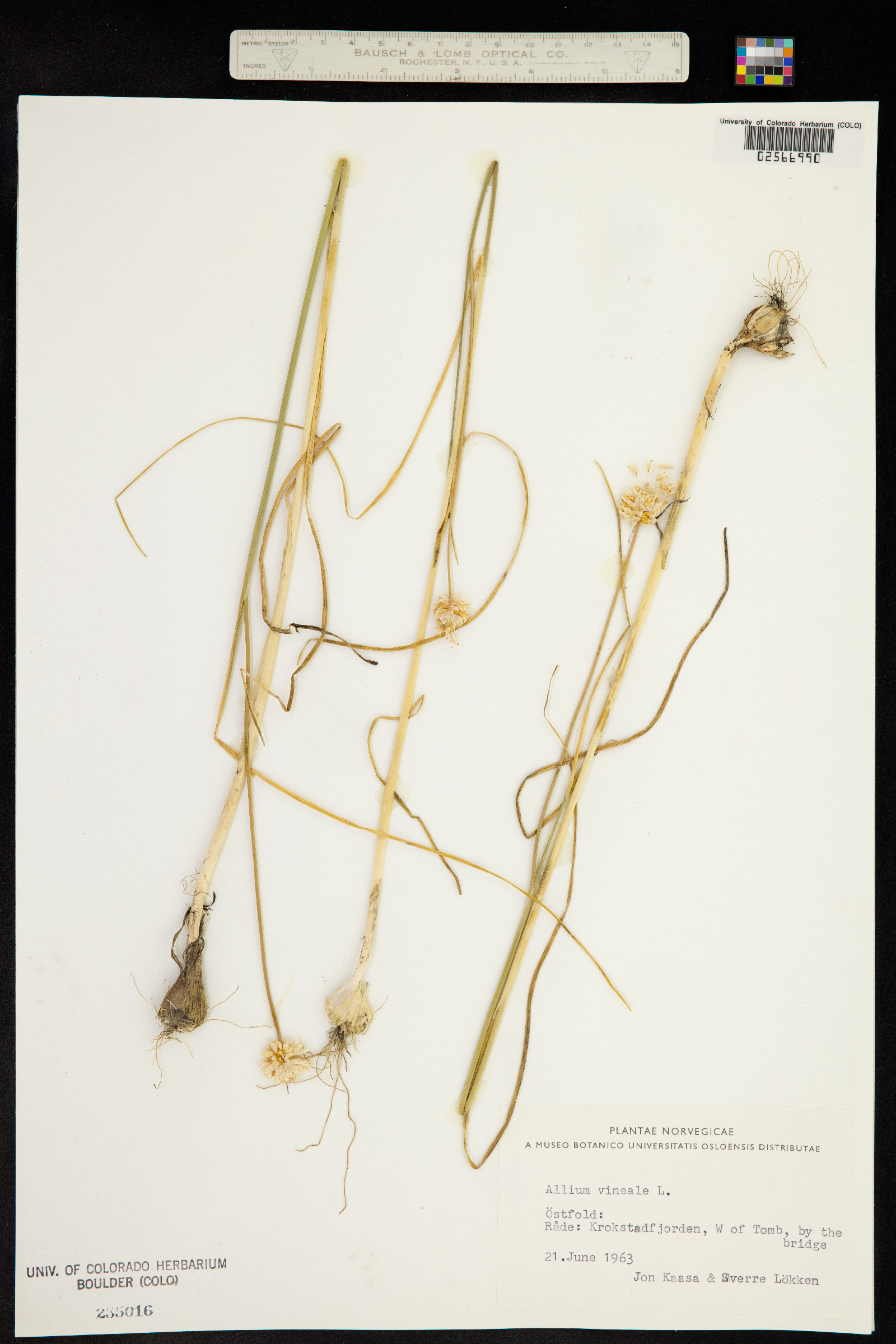 Allium vineale image