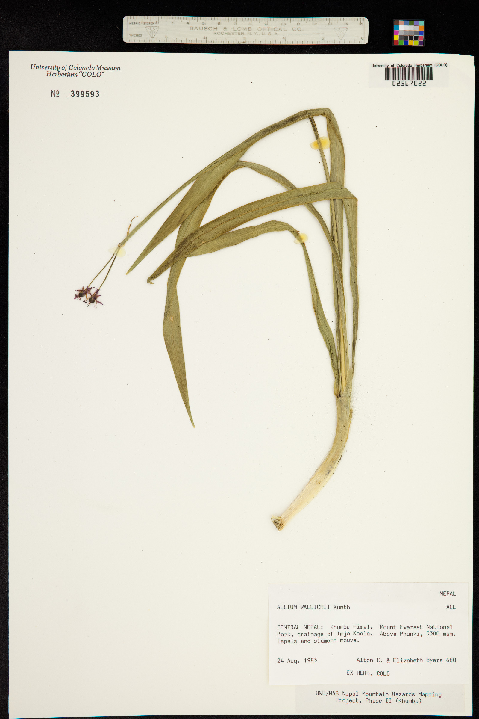 Allium wallichii image