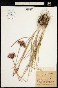 Image of Allium barsczewskii