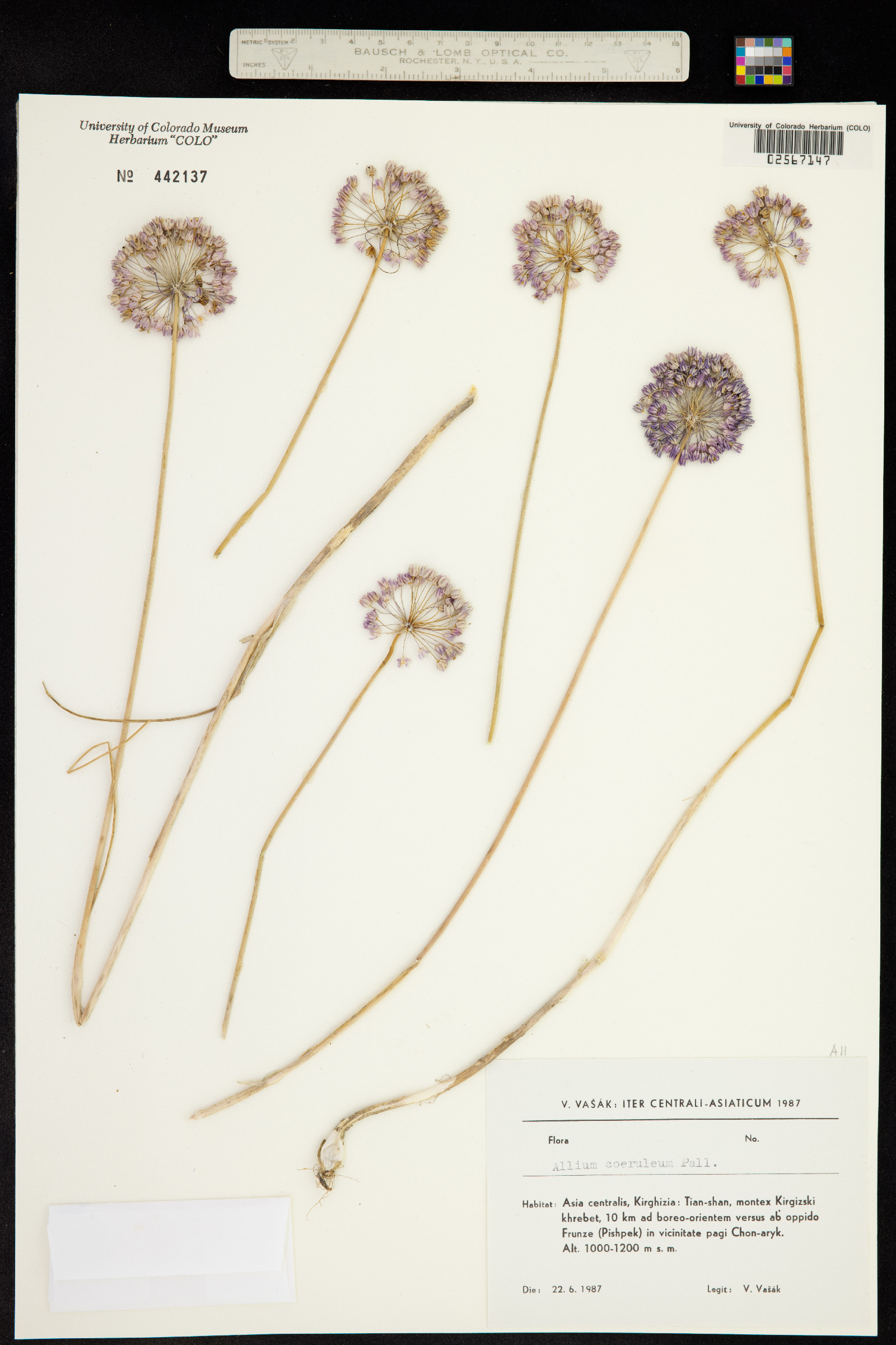 Allium caeruleum image