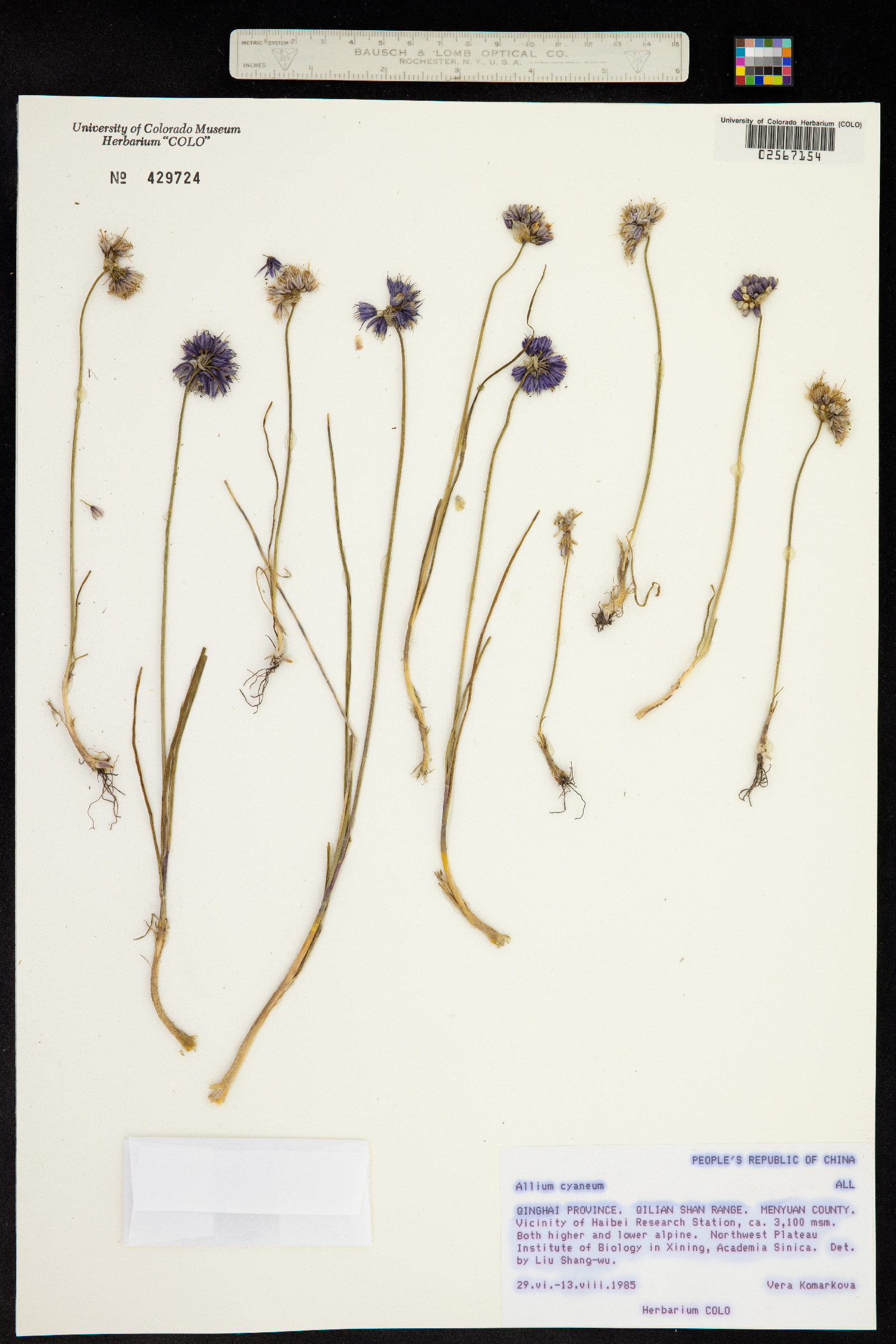 Allium cyaneum image