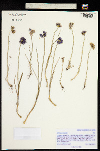 Image of Allium cyaneum