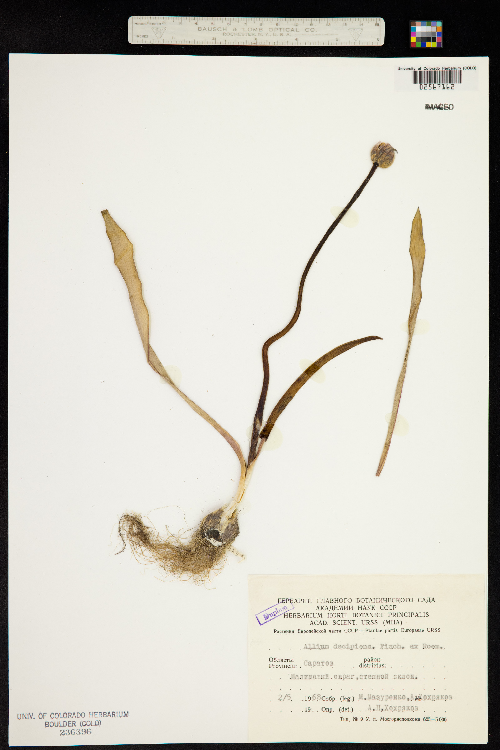 Allium decipiens image