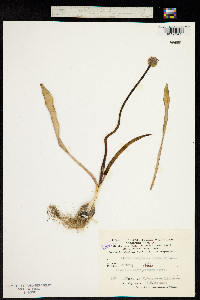 Image of Allium decipiens