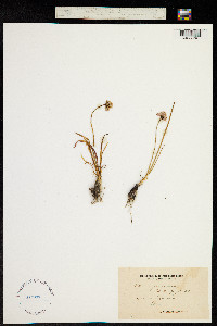 Allium lusitanicum image
