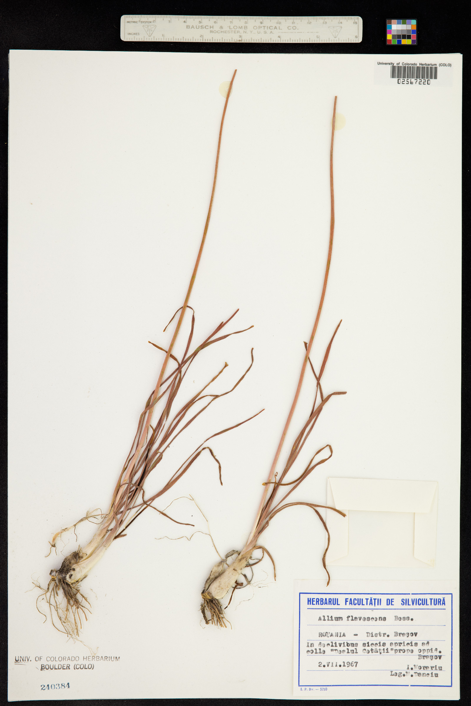 Allium flavescens image