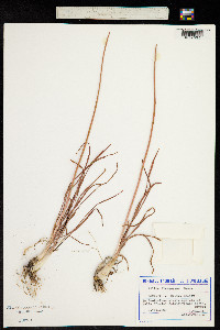 Image of Allium flavescens