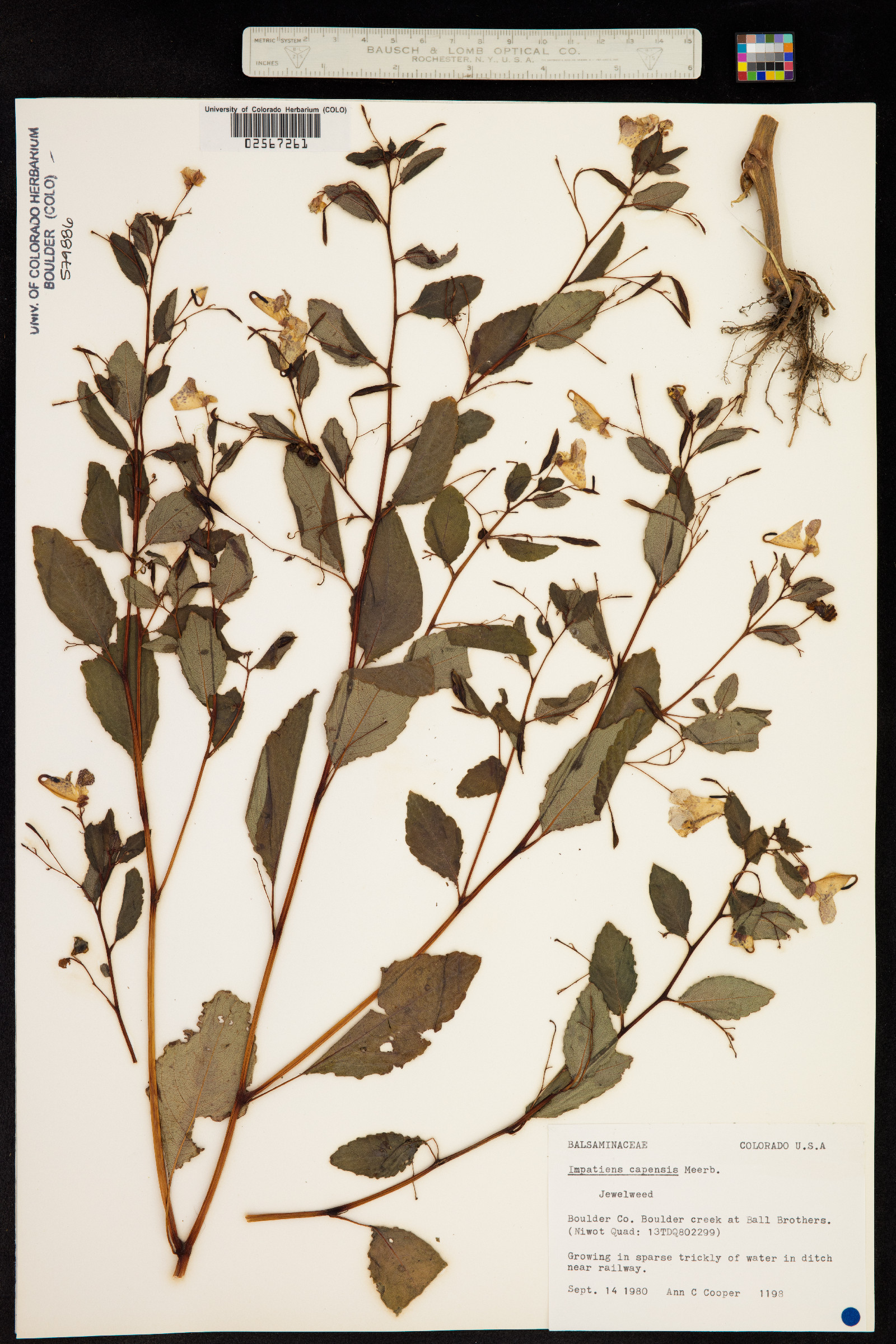 Impatiens capensis image