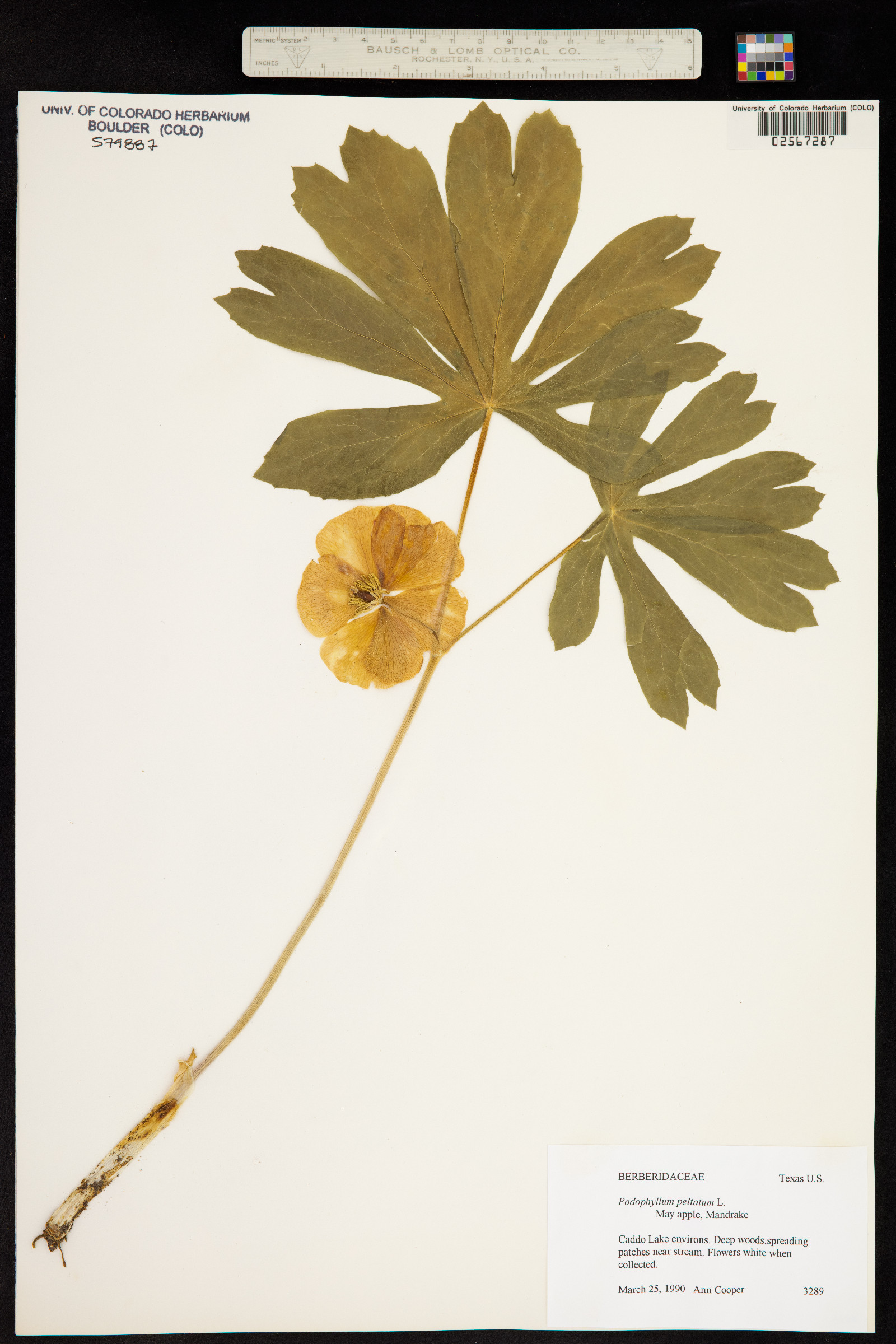 Podophyllum image