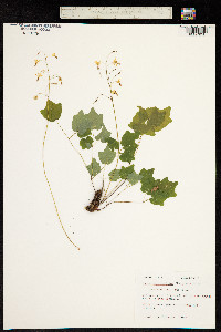 Image of Vancouveria hexandra