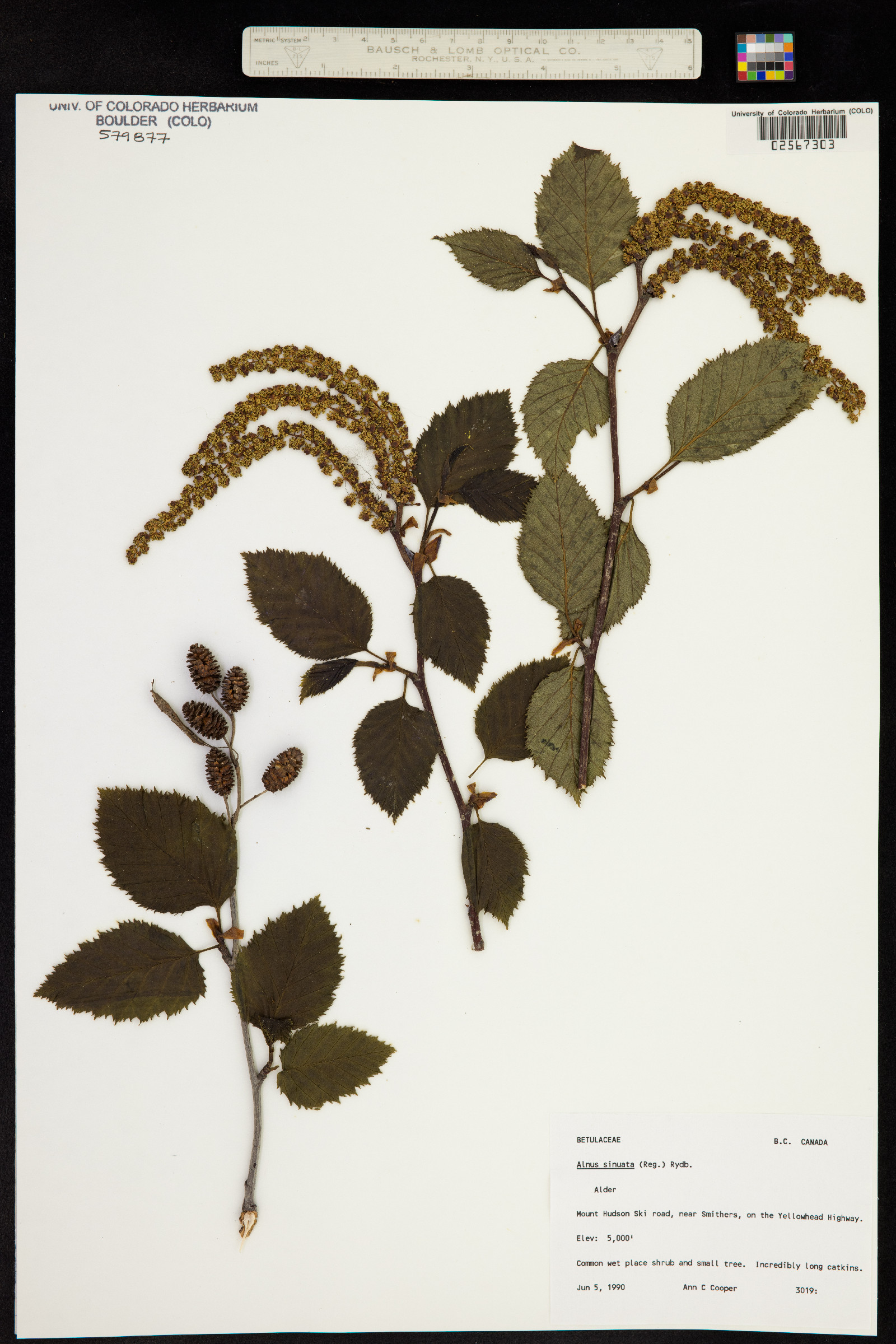 Alnus viridis ssp. sinuata image