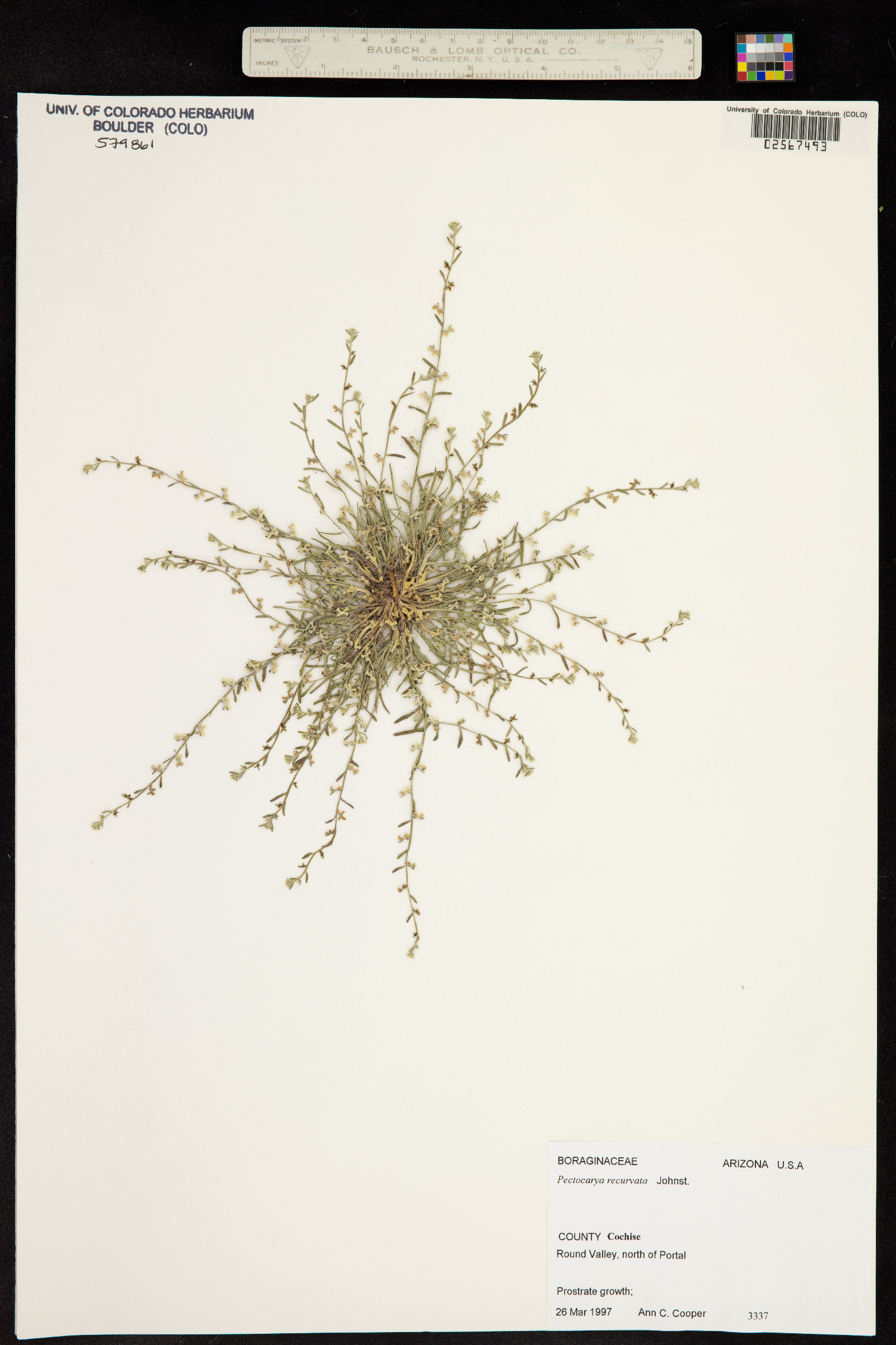 Pectocarya recurvata image