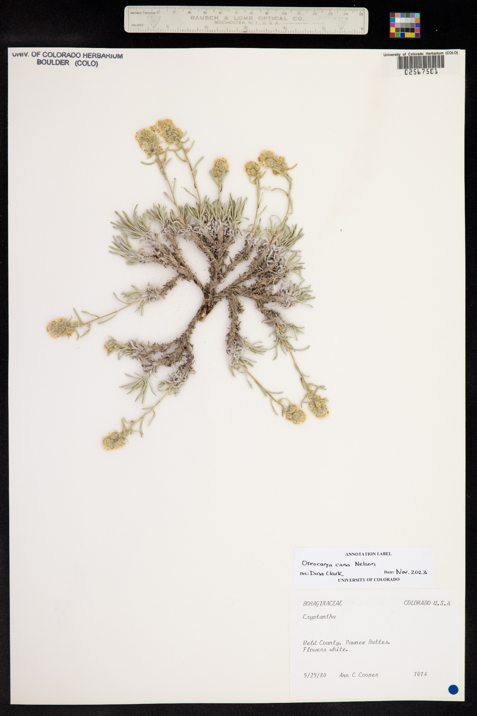 Cryptantha cana image