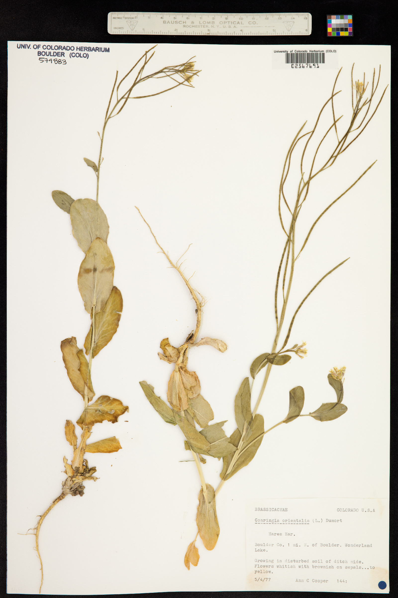 Conringia orientalis image