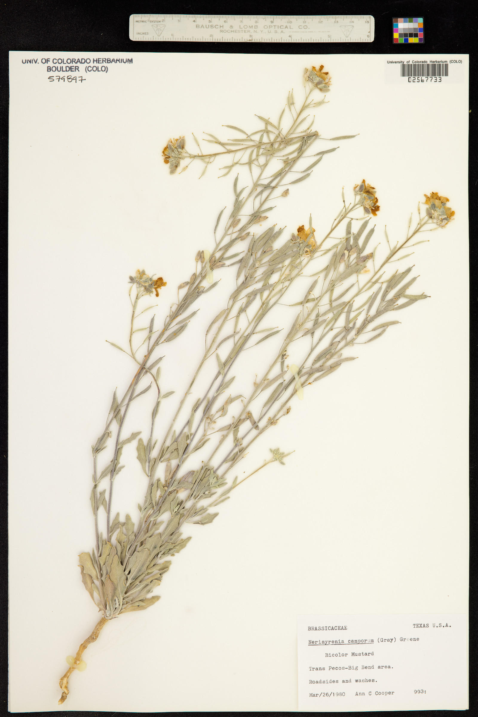Nerisyrenia camporum image