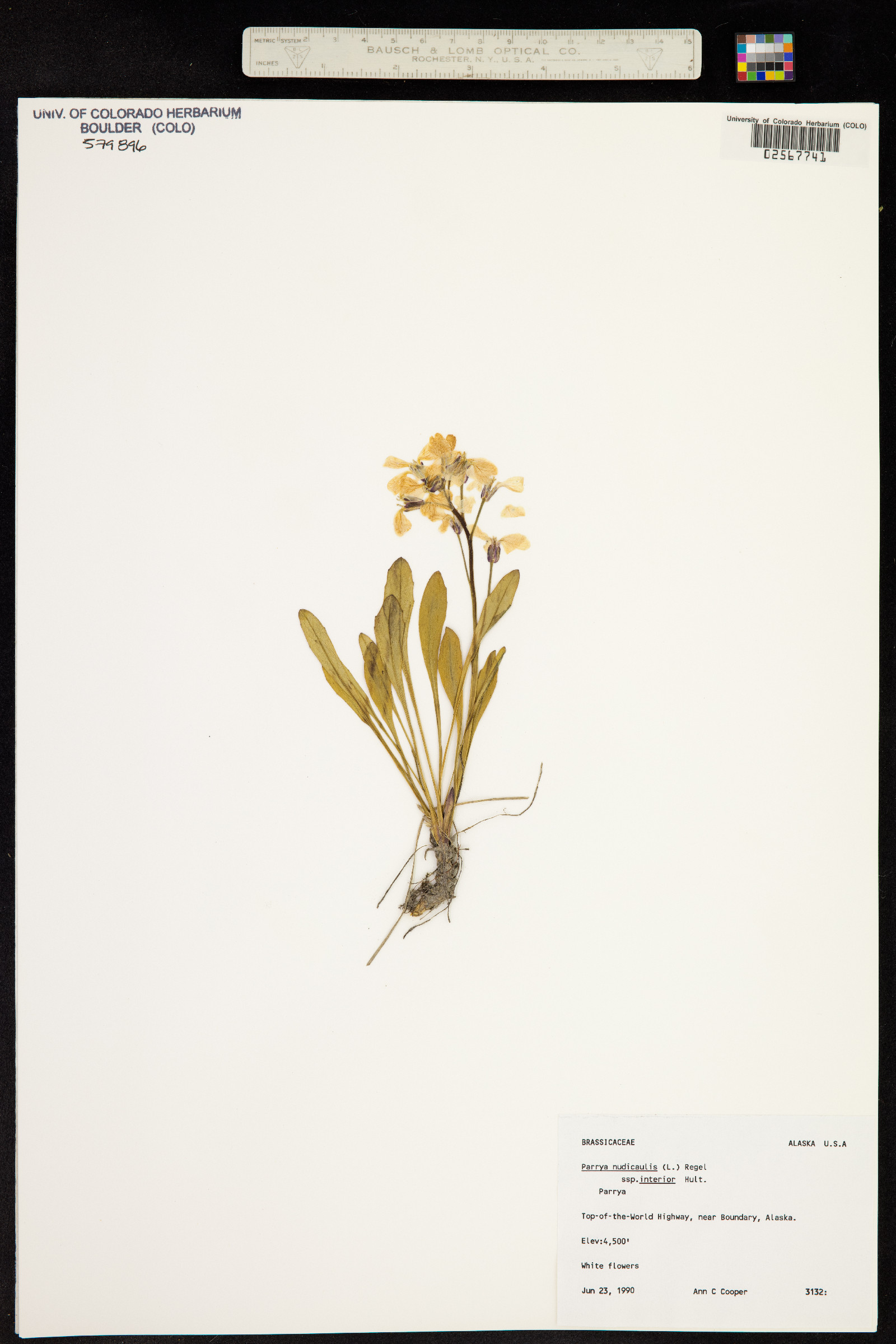 Parrya nudicaulis image