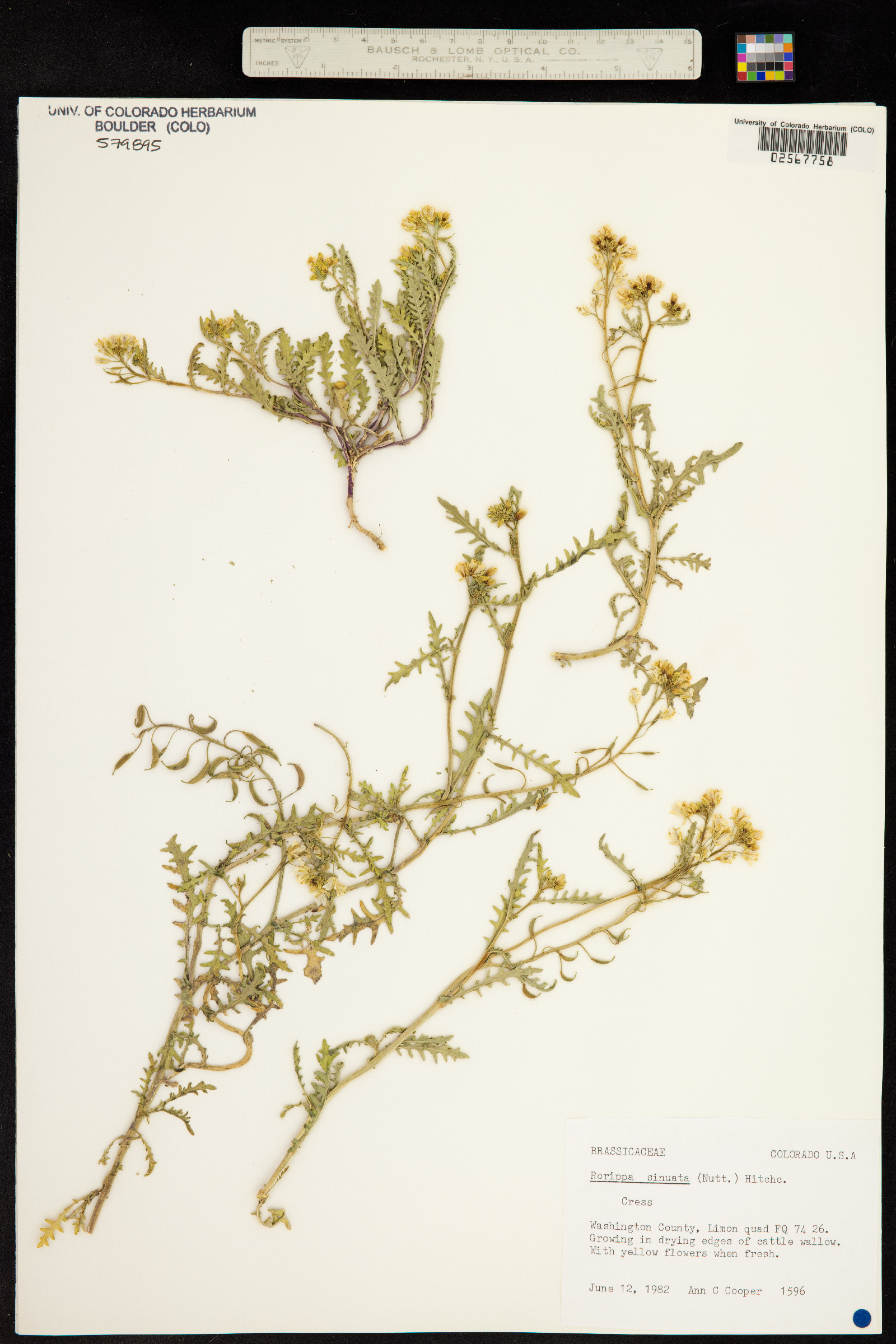 Rorippa sinuata image
