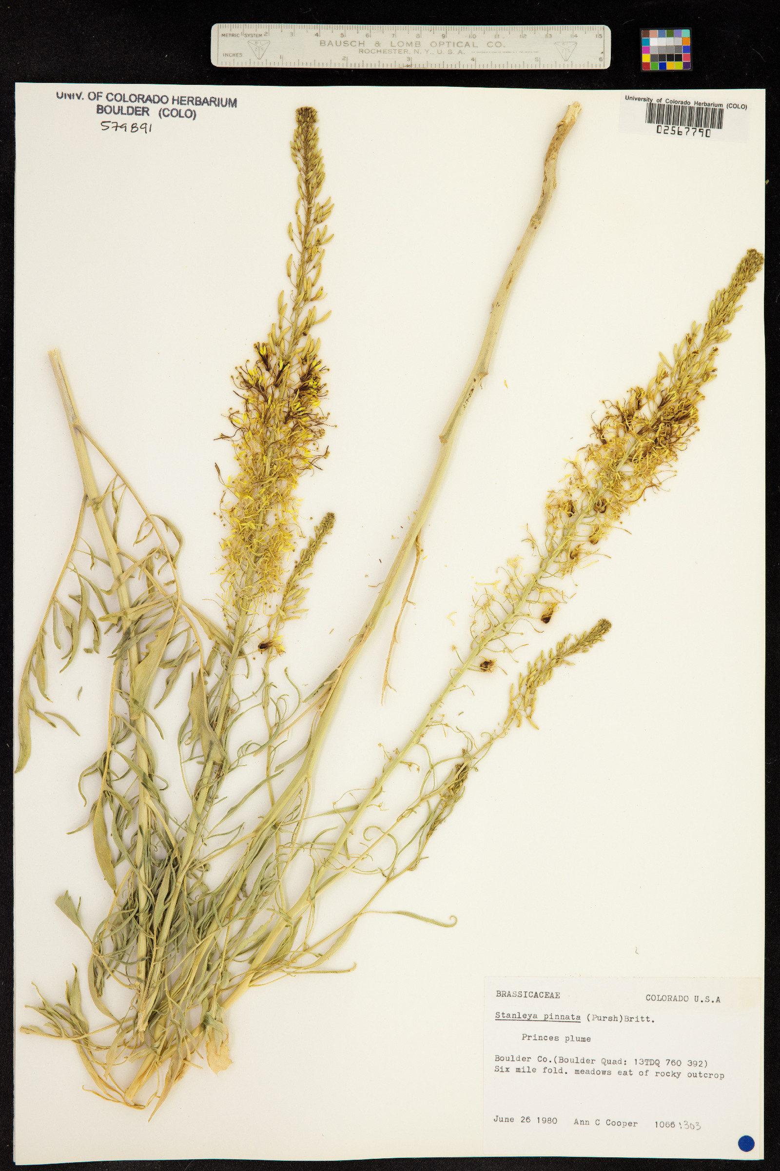 Stanleya pinnata image