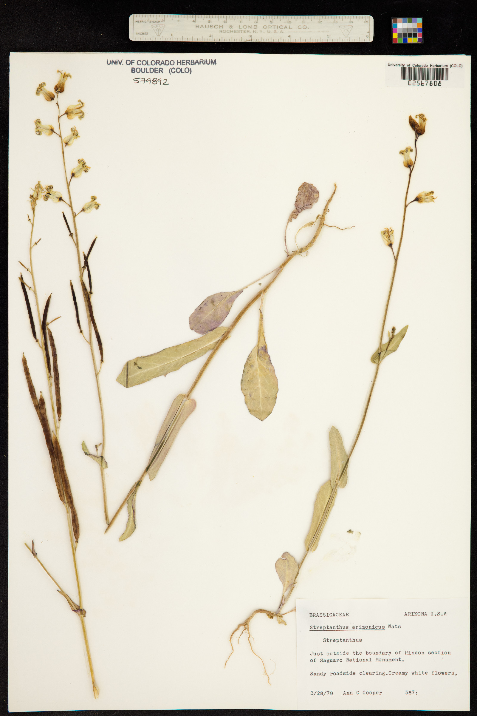 Streptanthus carinatus ssp. arizonicus image