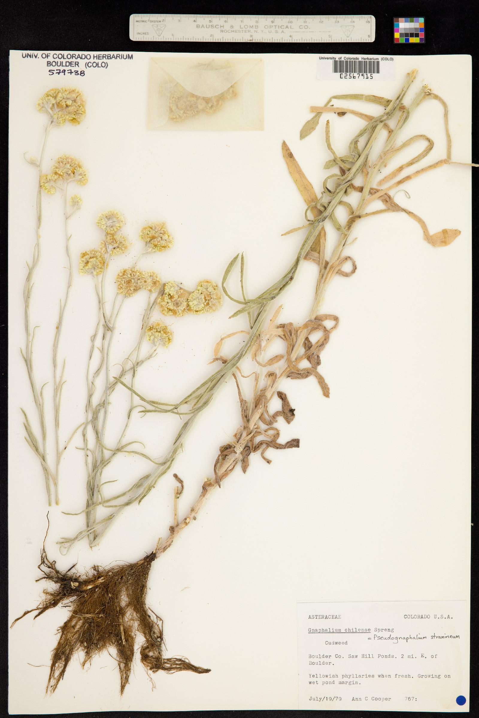 Pseudognaphalium stramineum image