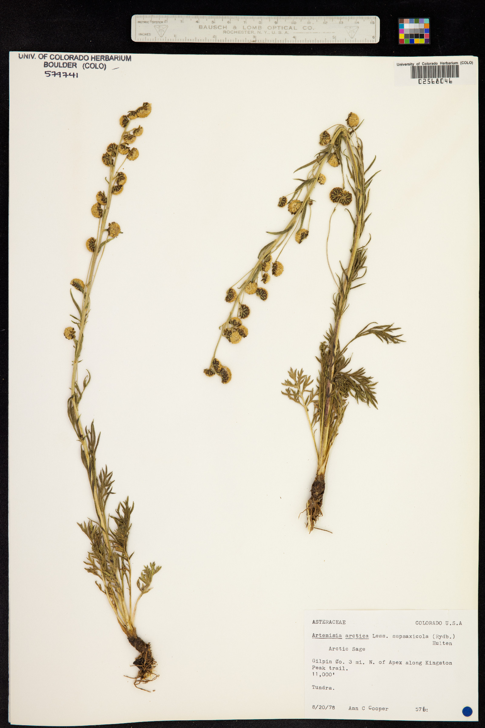 Artemisia arctica image