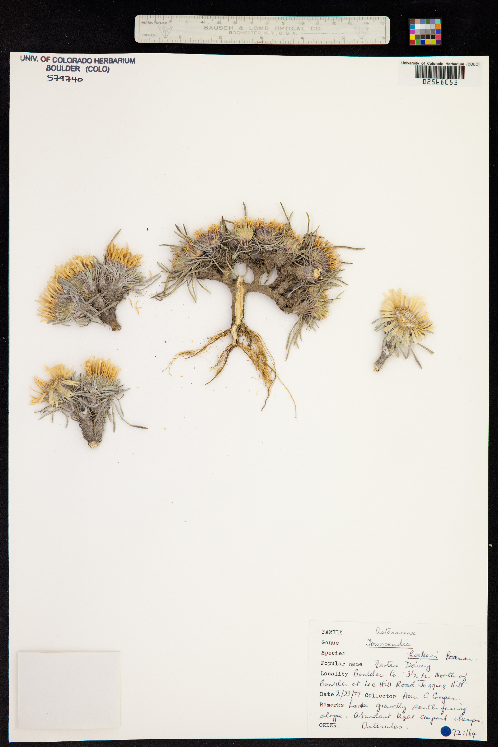 Townsendia hookeri image