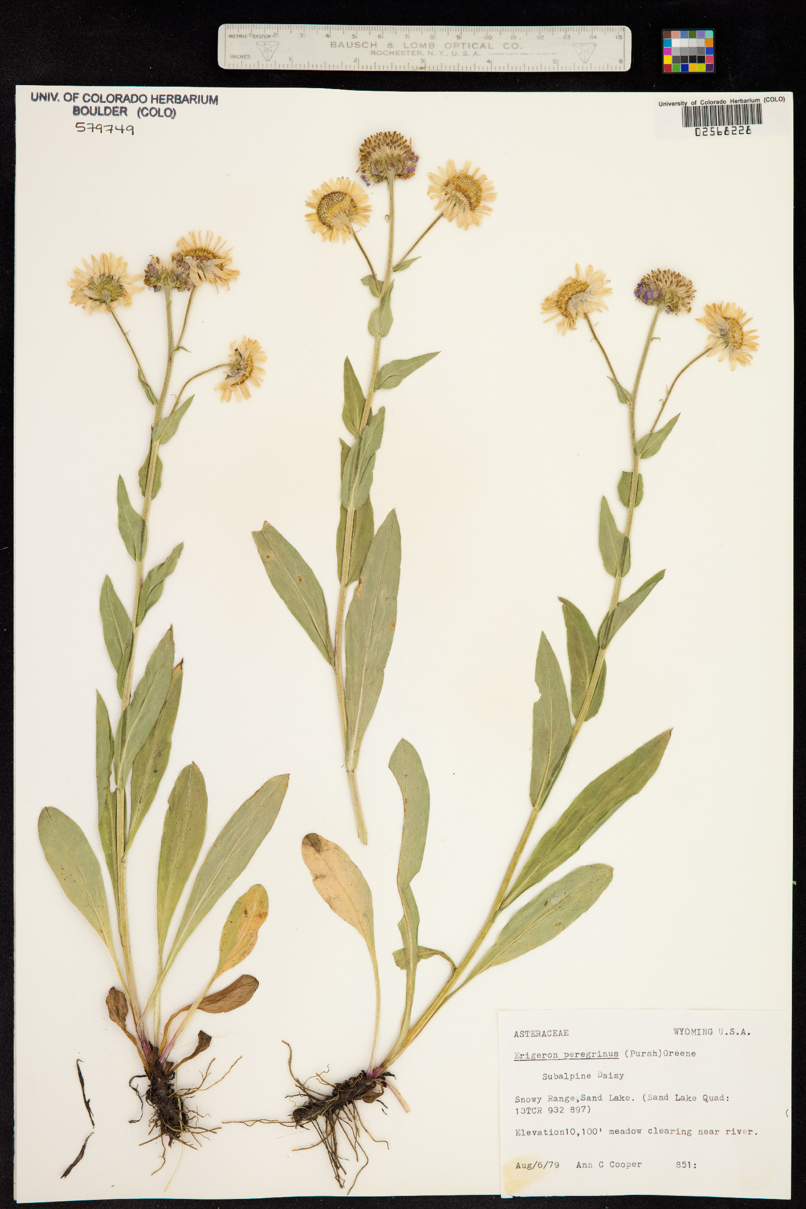 Erigeron glacialis image