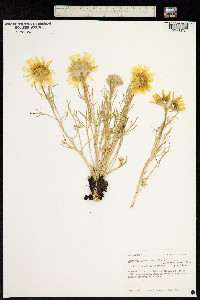 Image of Hymenoxys grandiflora