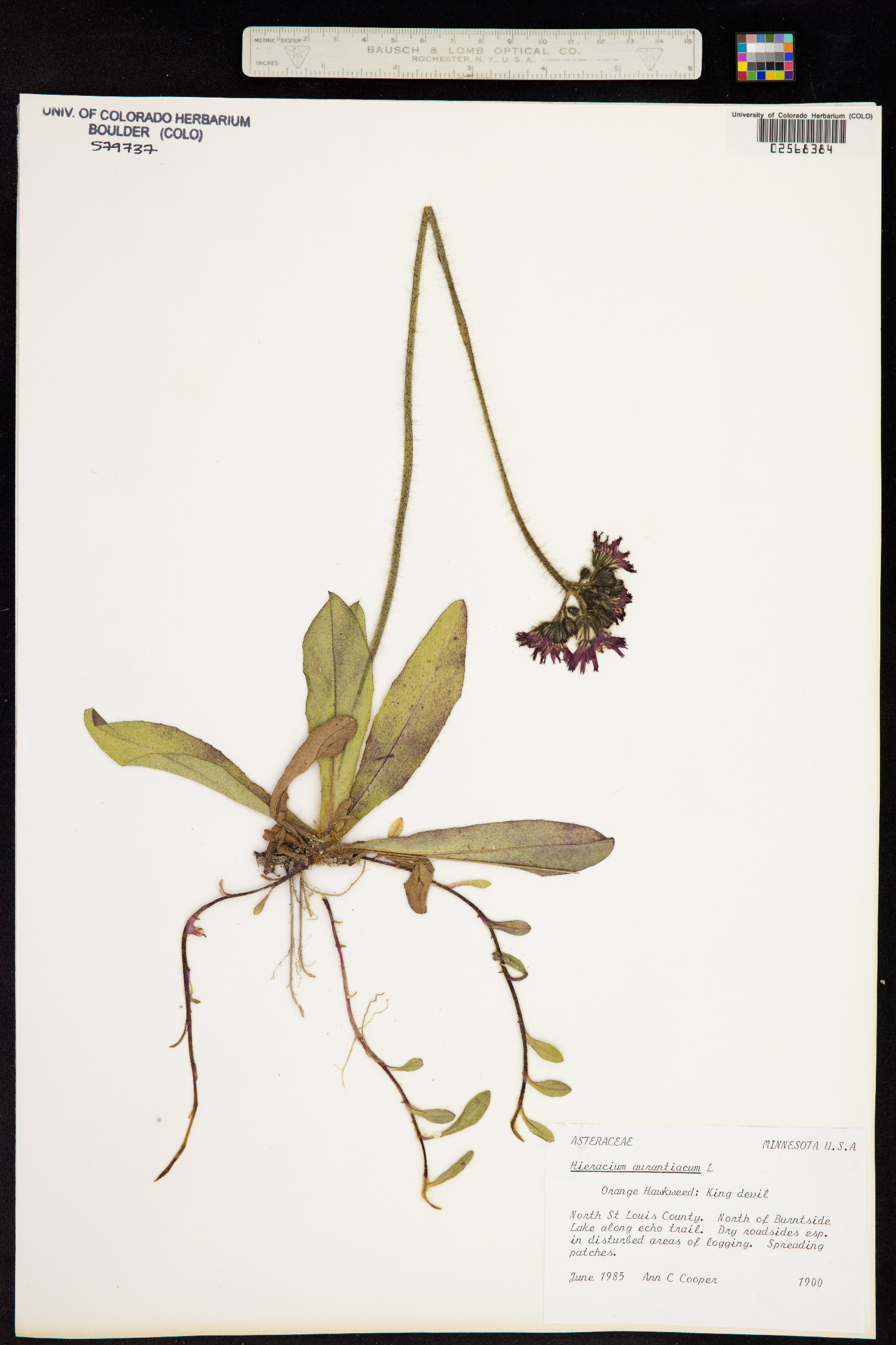 Hieracium aurantiacum image
