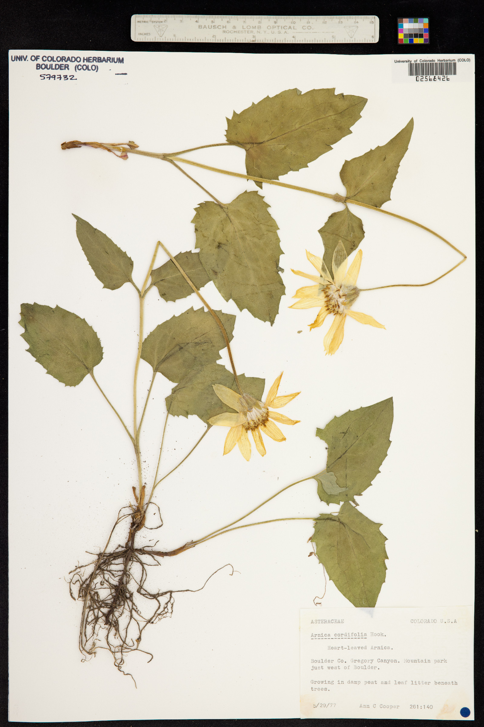 Arnica cordifolia image
