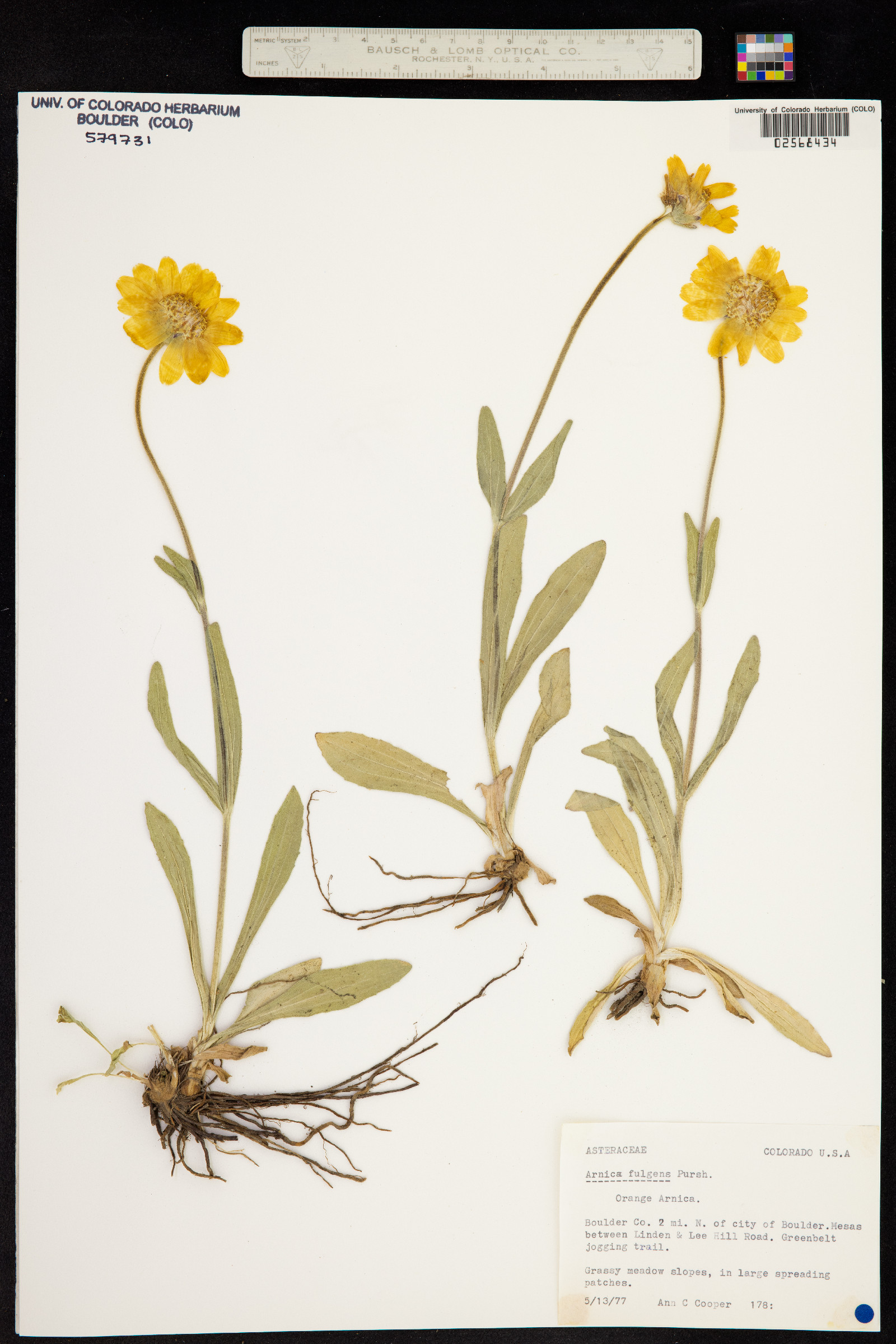 Arnica fulgens image