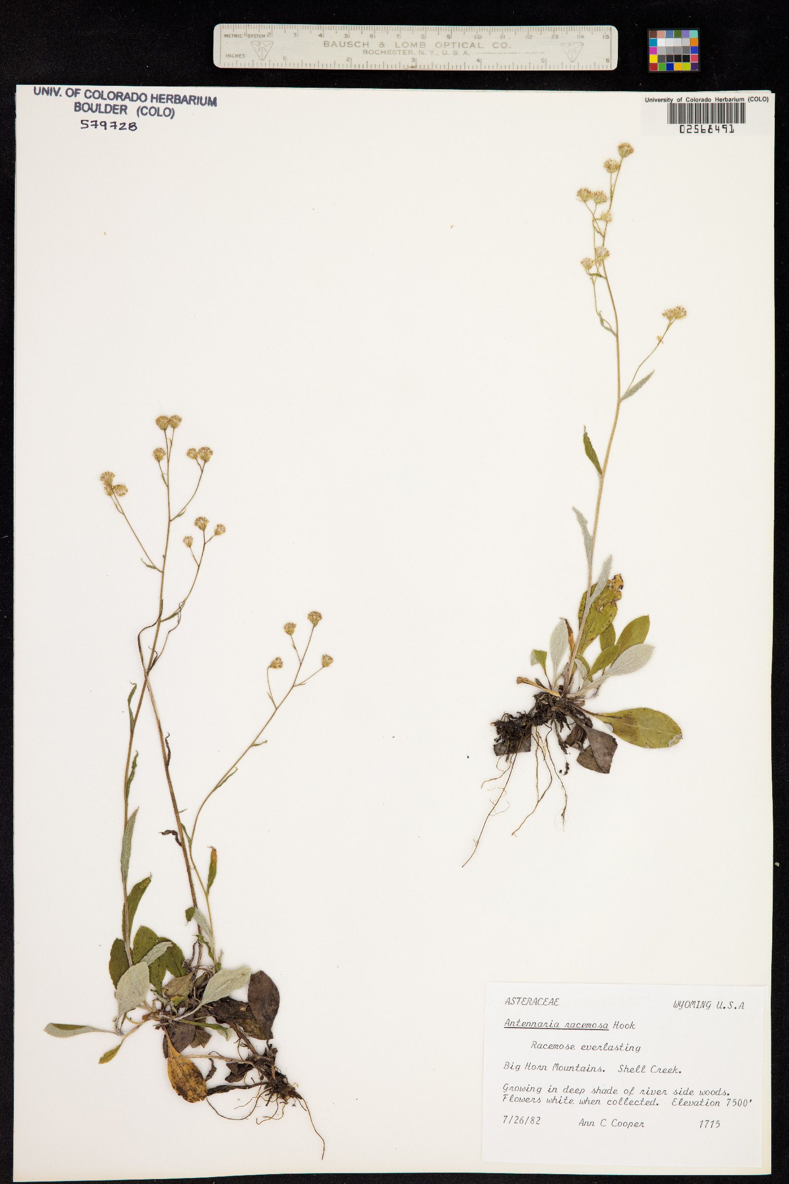 Antennaria racemosa image