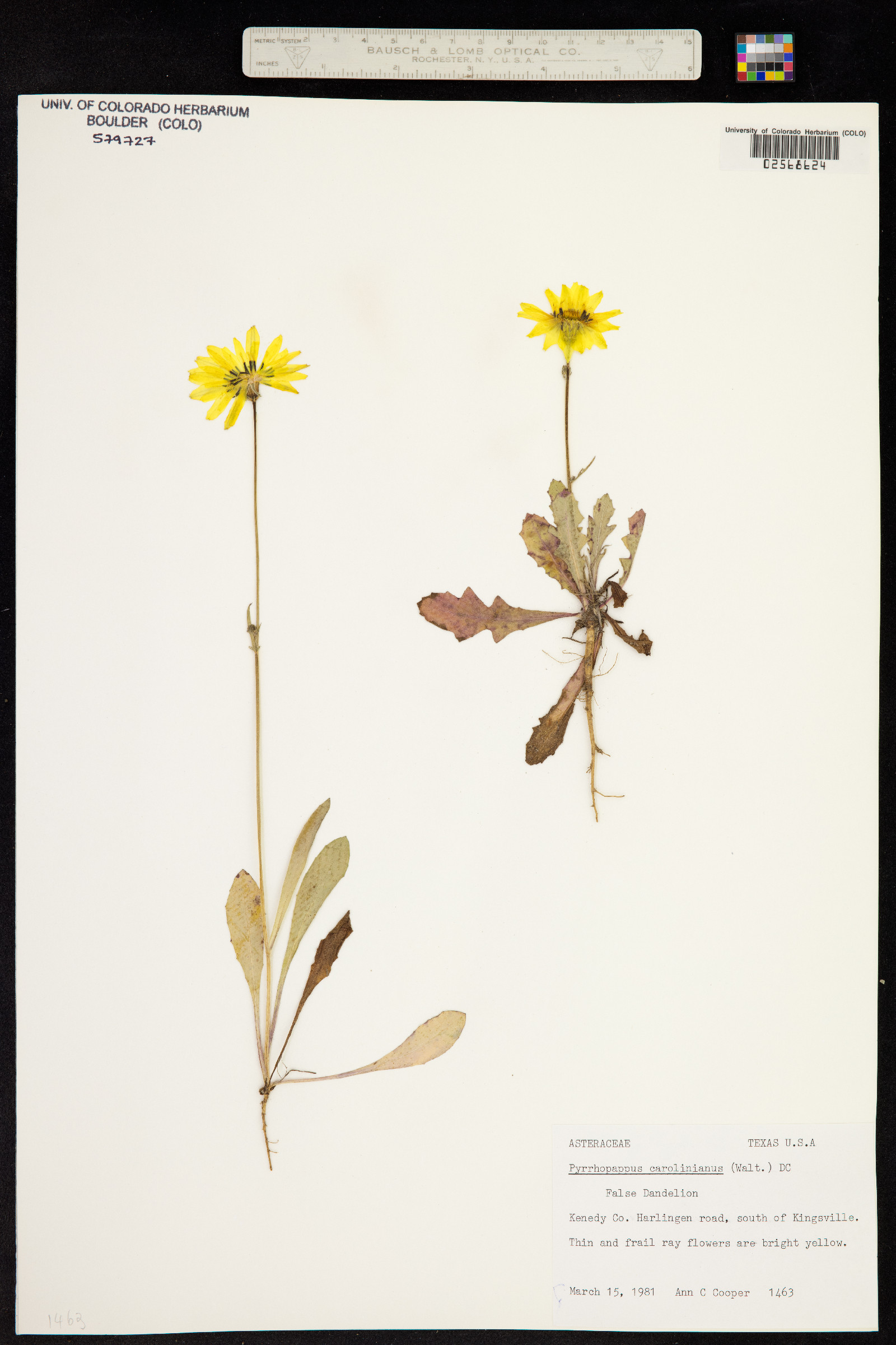 Pyrrhopappus carolinianus image