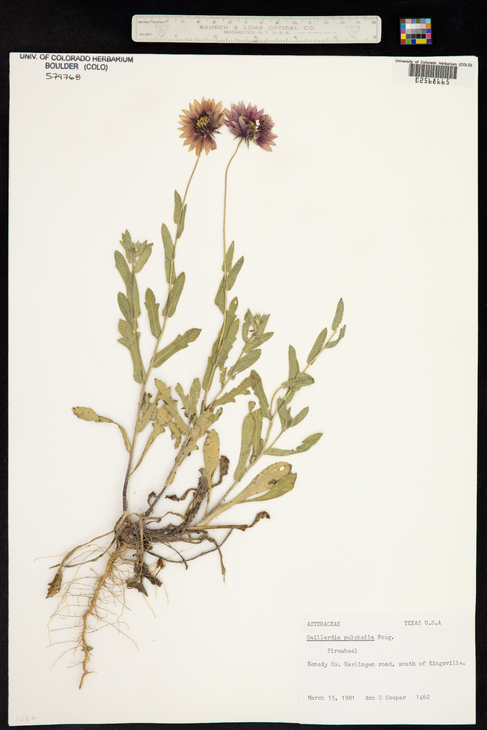 Gaillardia pulchella image