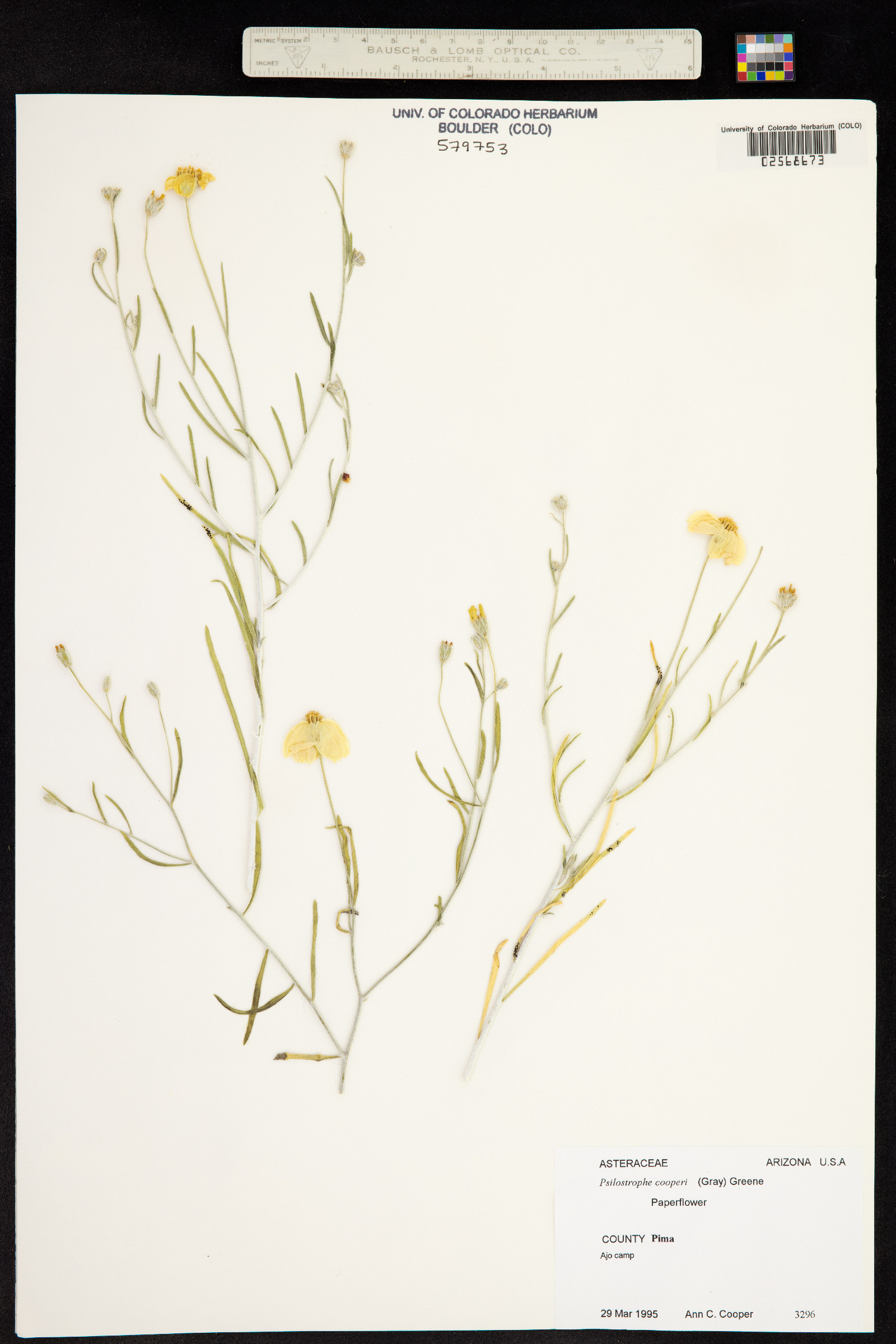 Psilostrophe cooperi image