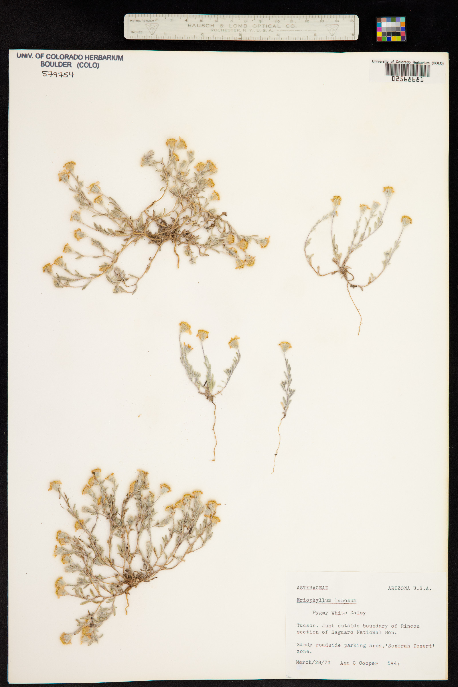 Eriophyllum lanosum image