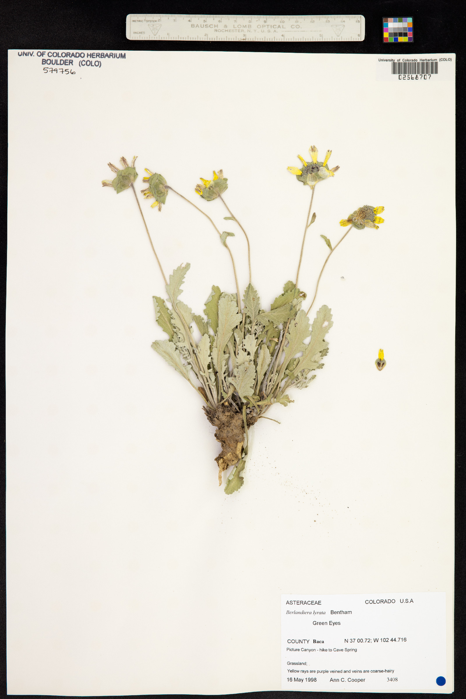 Berlandiera lyrata image