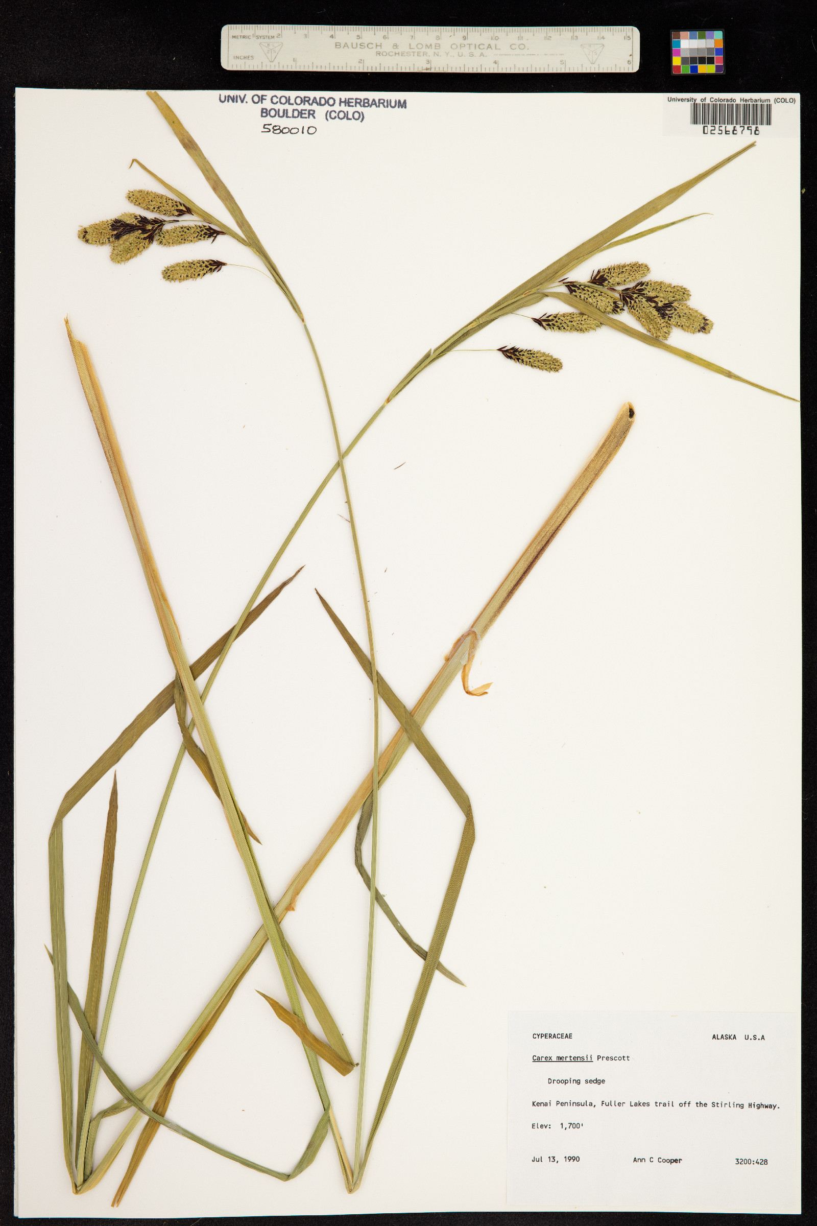 Carex mertensii image