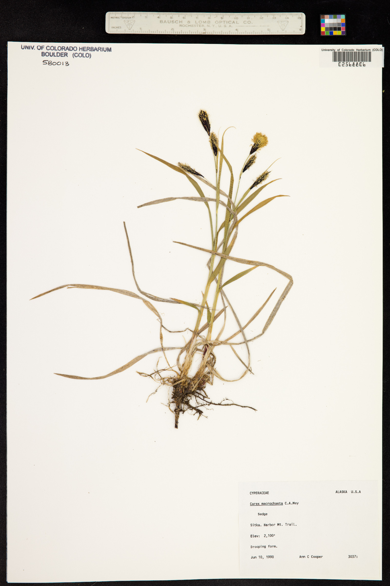Carex macrochaeta image