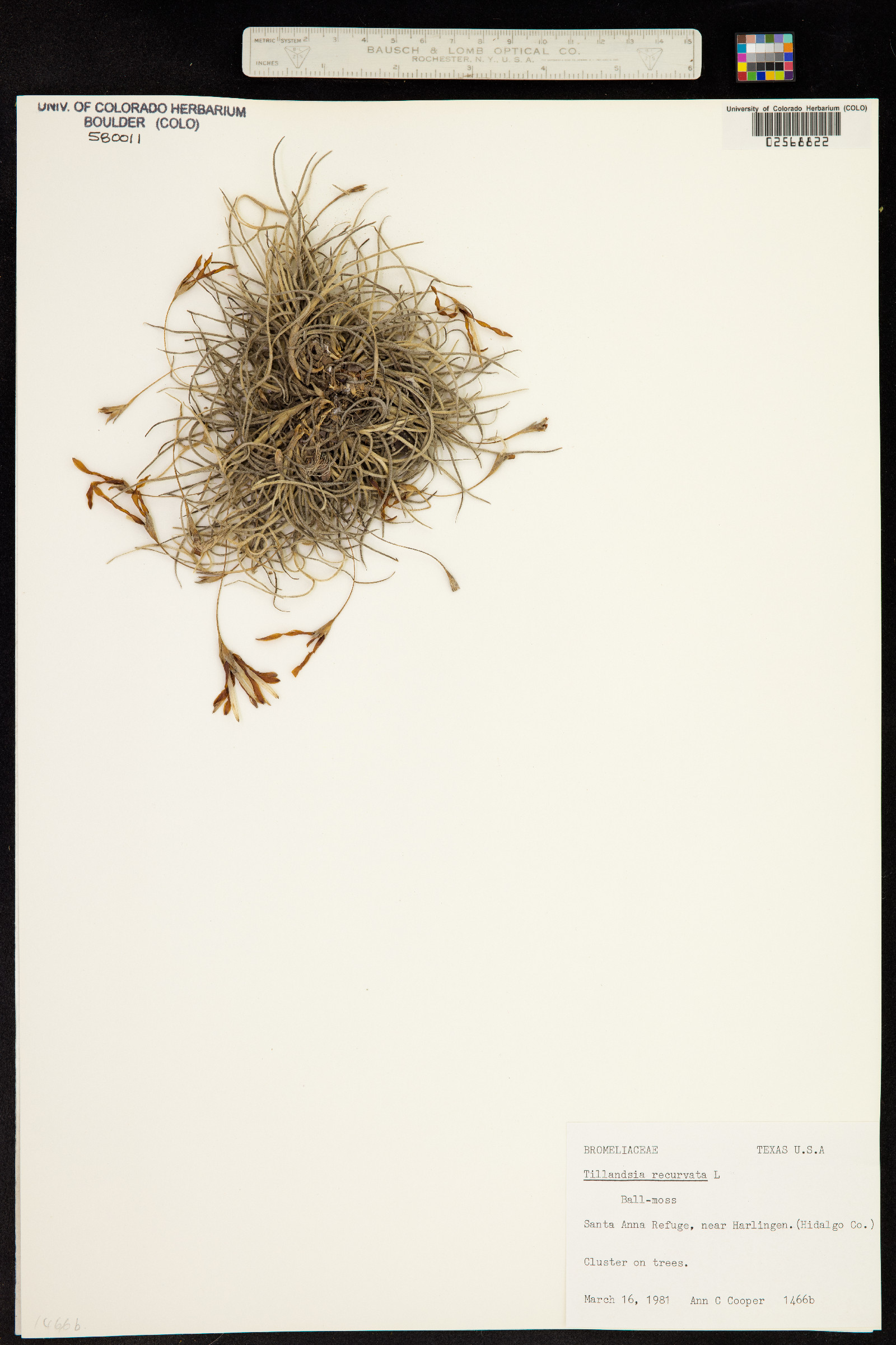 Tillandsia recurvata image