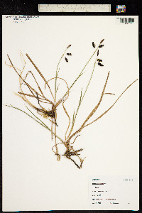 Carex pluriflora image