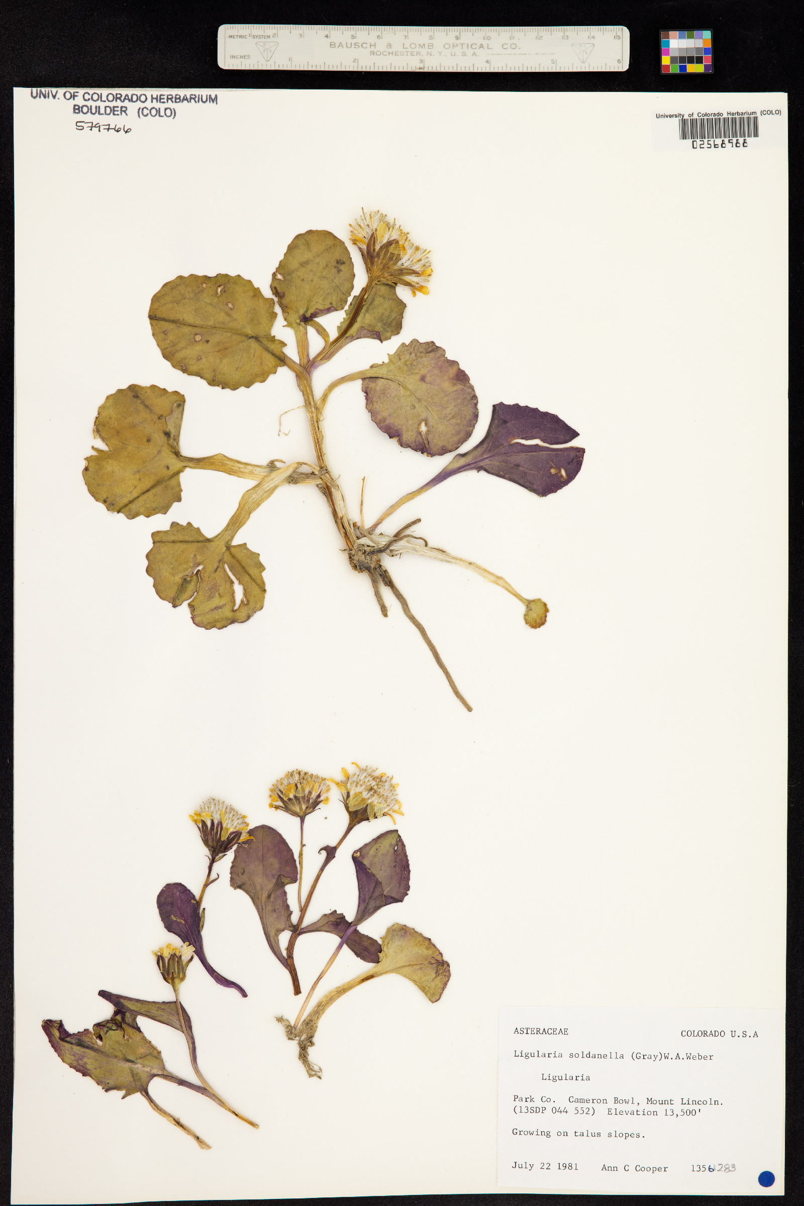 Senecio soldanella image