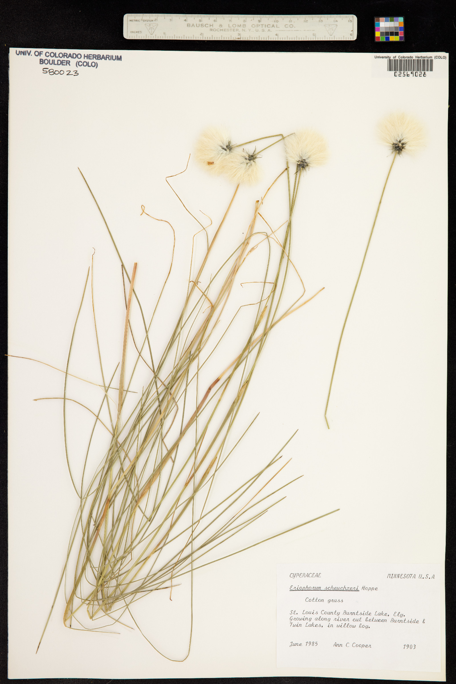 Eriophorum scheuchzeri image