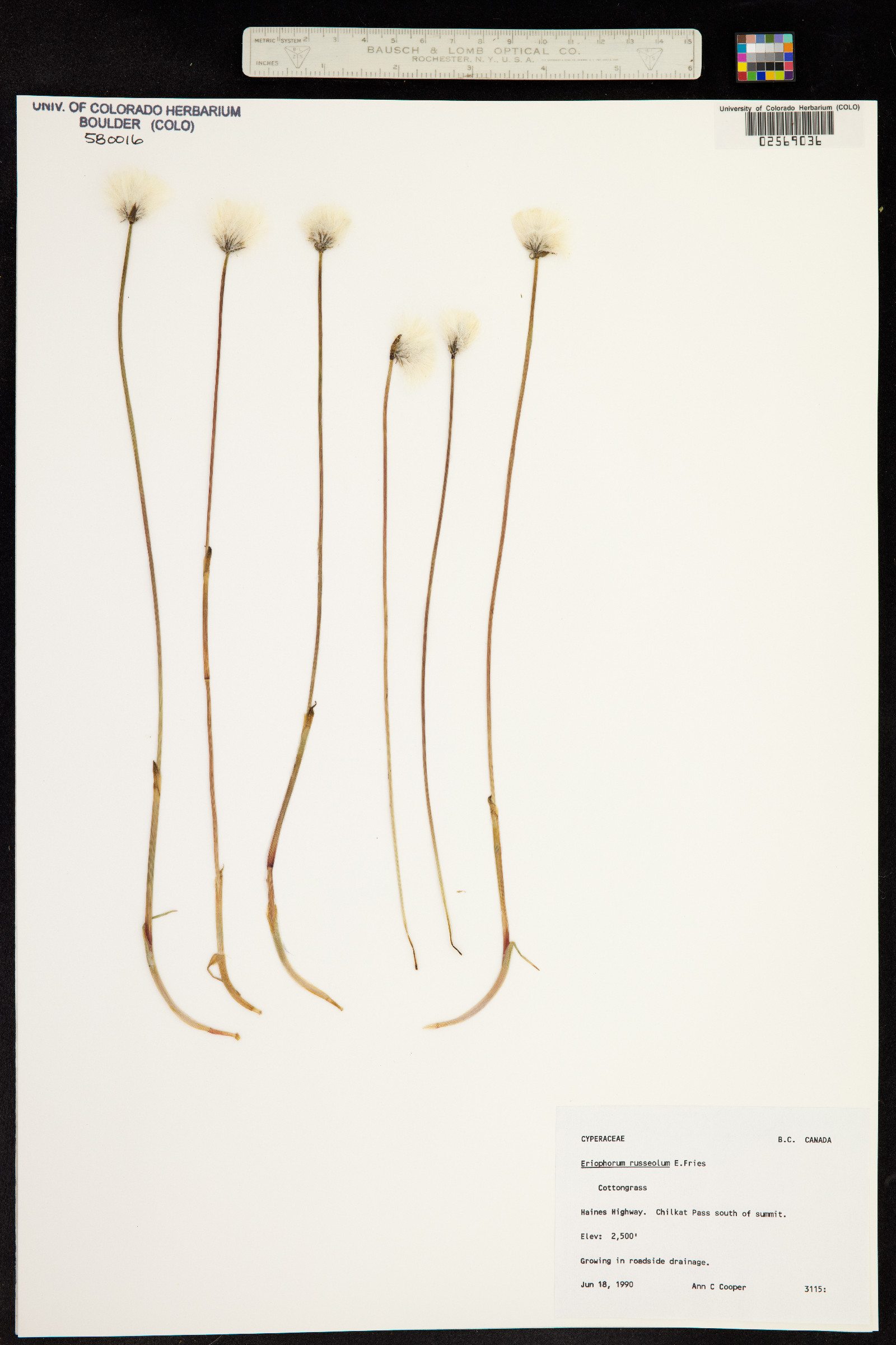 Eriophorum russeolum image