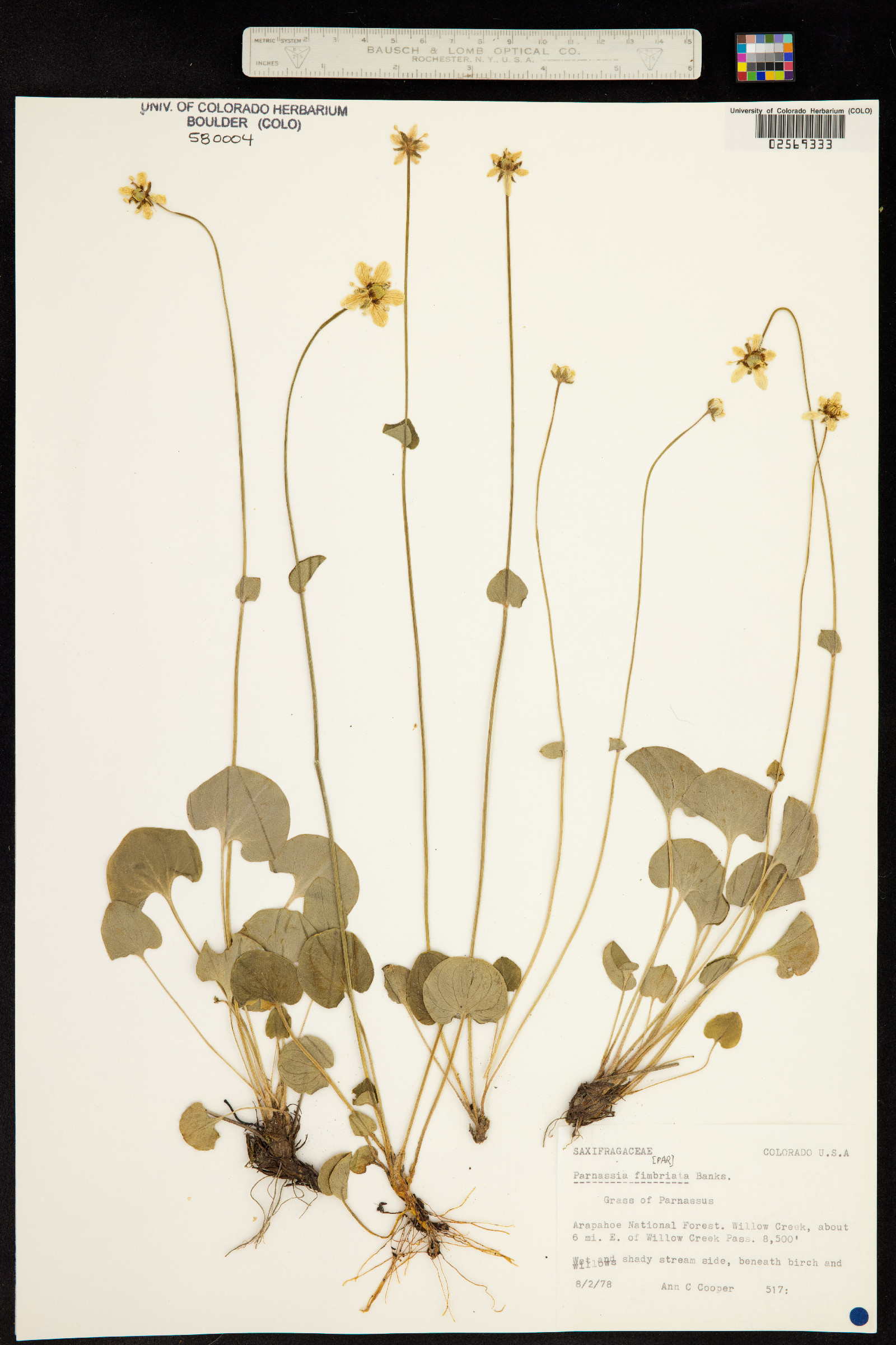 Parnassia fimbriata image