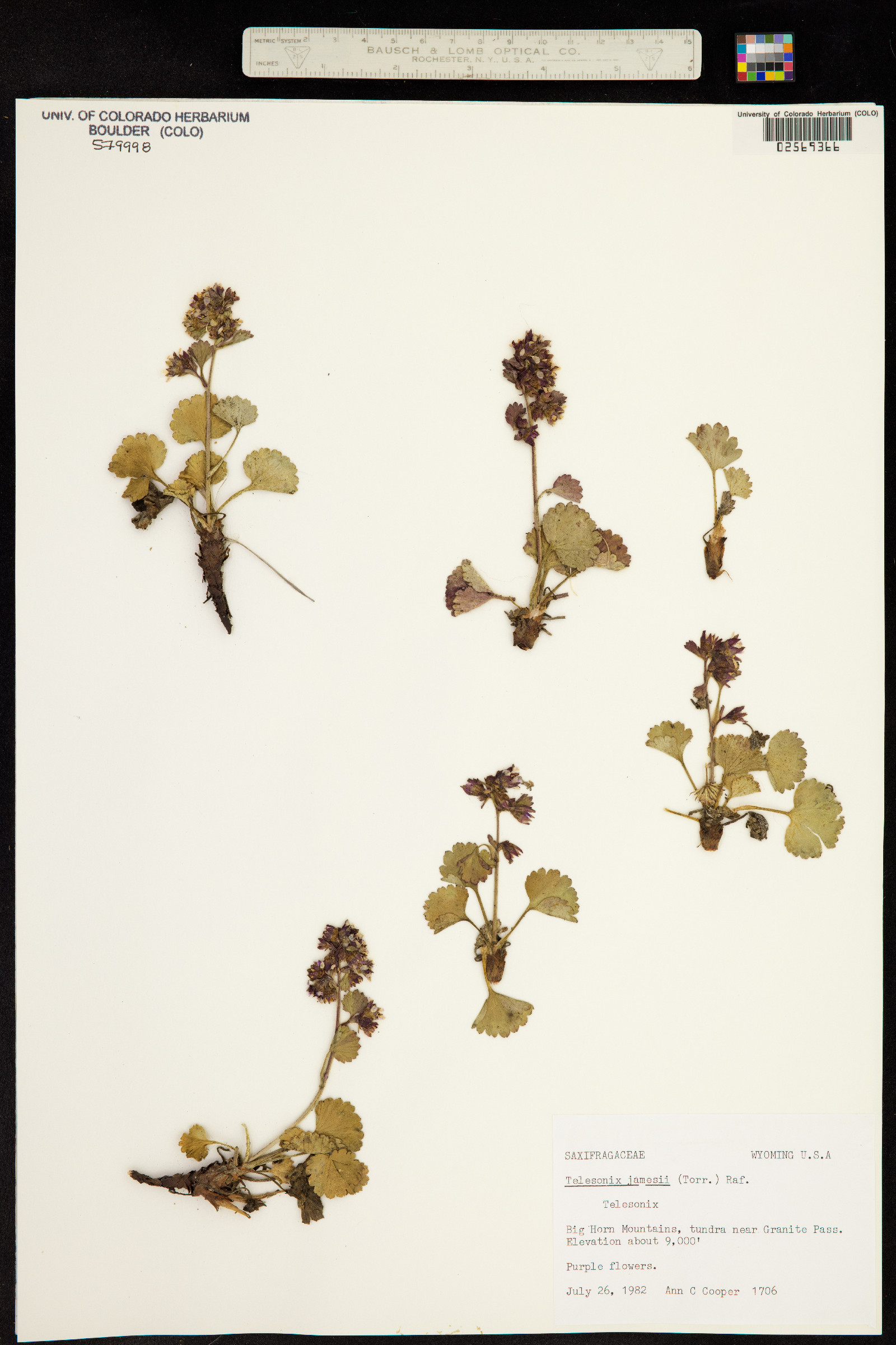 Telesonix jamesii image