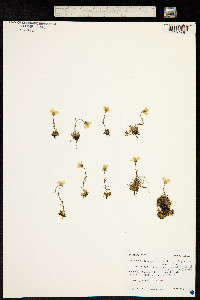 Hirculus serpyllifolius image