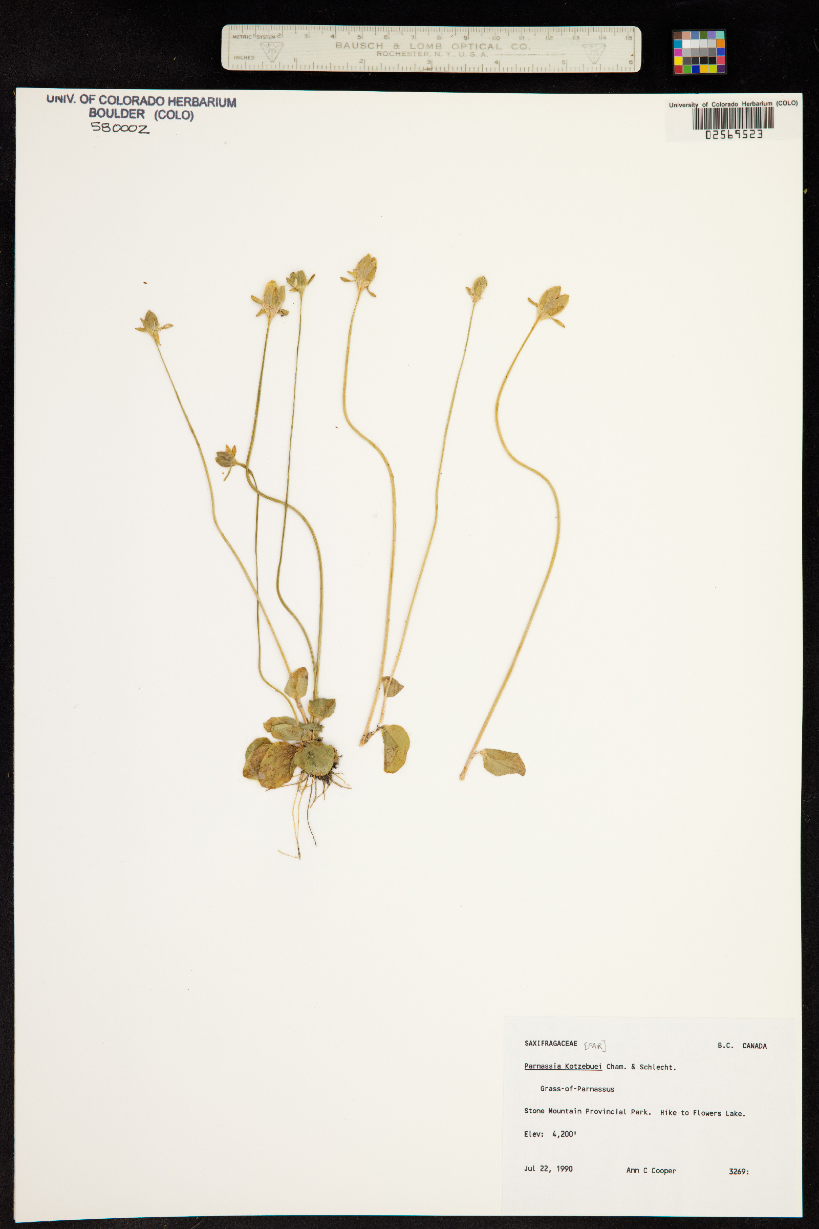 Parnassia kotzebuei image