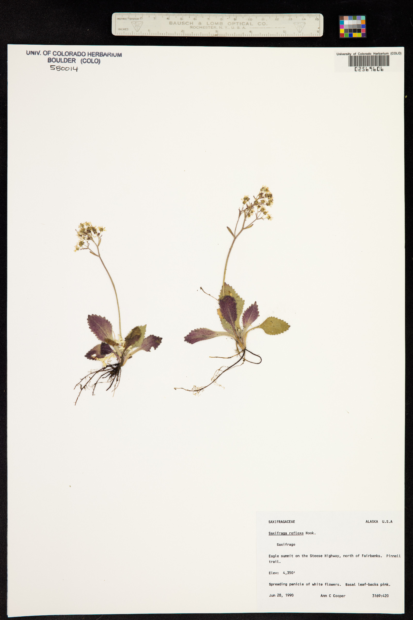 Micranthes reflexa image