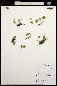 Viola maculata image